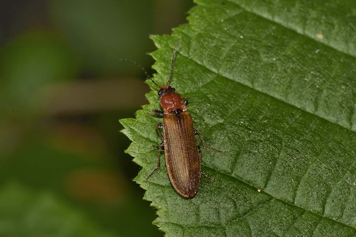 Denticollis linearis, femmina, Elateridae